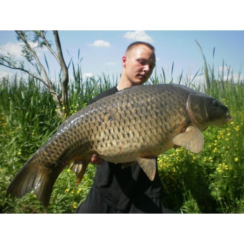 CFB RED DREAM  EPER TINTAHAL Bojli