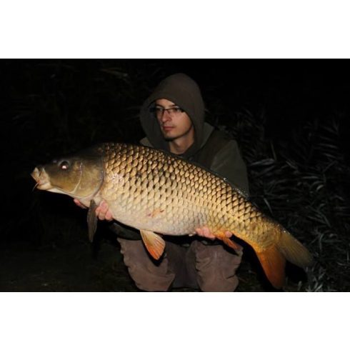 CFB RED DREAM  EPER TINTAHAL Bojli