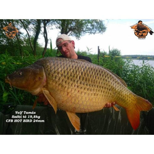 CFB  Csípős Barack HOT BIRD
