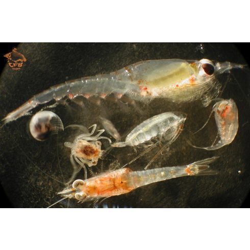 PLANKTON Calanus Kivonat 250ml