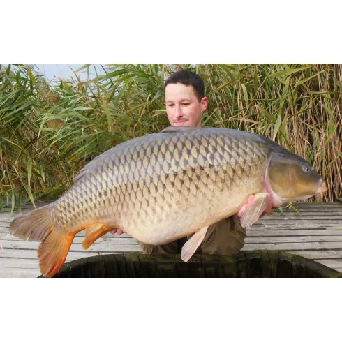 CFB SMOKY FISH Bojli 